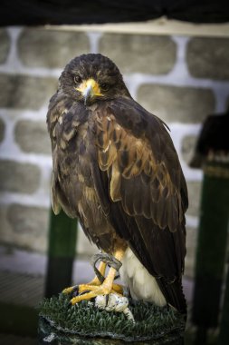 Vahşi kartal, yırtıcı kuş, hayvan ve doğa