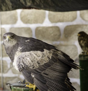 Vahşi kartal, yırtıcı kuş, hayvan ve doğa