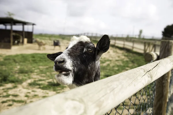 Cabra Pastoreio Campo Animais Natureza — Fotografia de Stock