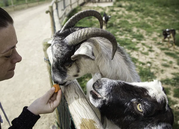 Goat Field Grazing Animals Nature — Stock Photo, Image