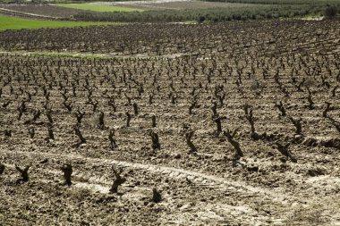 Üzüm ve doğa arazi