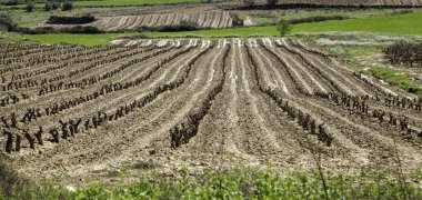 Üzüm ve doğa arazi