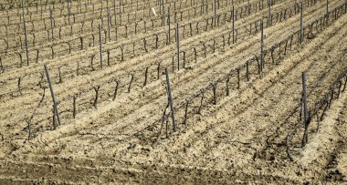 Üzüm ve doğa arazi