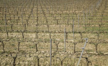 Üzüm ve doğa arazi