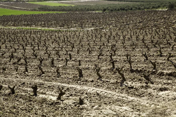 Üzüm ve doğa arazi