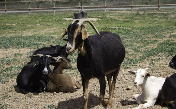 ヤギ放牧場 動物と自然 — ストック写真