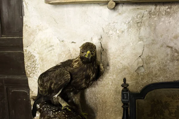 野鹰在一个古老的房间里解剖 哺乳动物 — 图库照片
