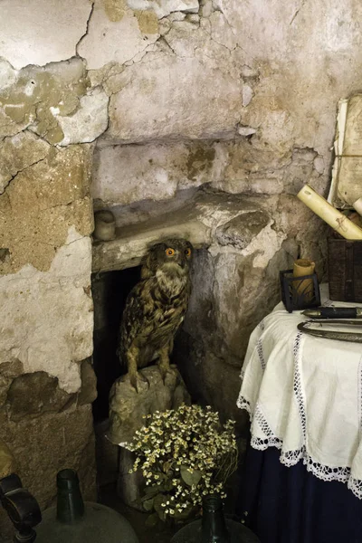 Búho Salvaje Relleno Casa Antigua Animales Mamíferos — Foto de Stock