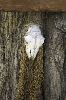 Yaşlı keçi kafatası, ayrıntı Cadılık ve şeytan