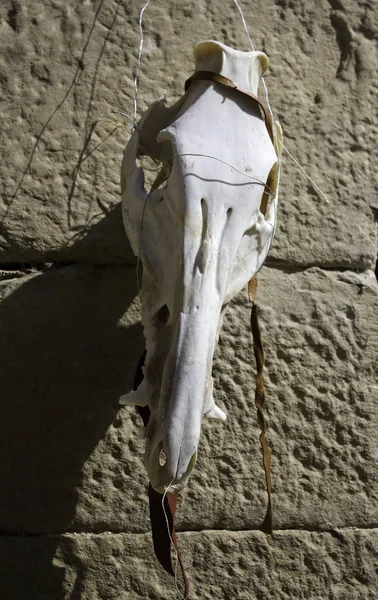 Velho Crânio Cabra Detalhe Bruxaria Satanás — Fotografia de Stock