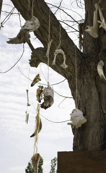 Albero Con Teschi Animali Dettaglio Stregoneria Superstizione — Foto Stock