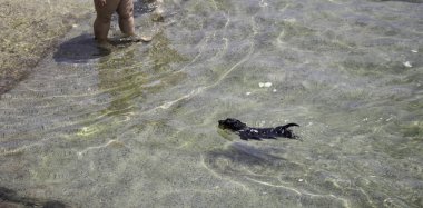 Köpek yüzme ve sahilde oynamak, spor ve hayvanlar