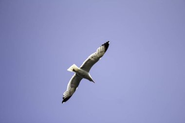 Denizin üzerinde uçan martılar, hayvanlar ve kuşlar