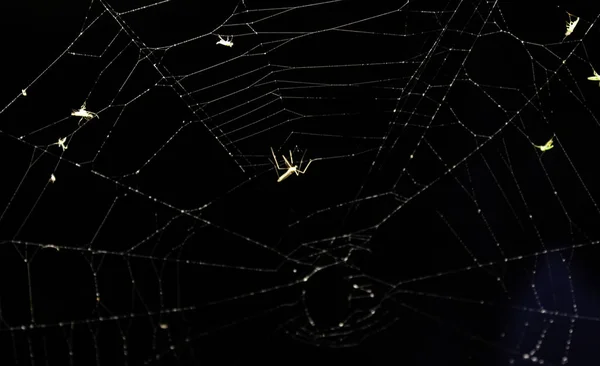 Teia Aranha Parede Velha Hallowen Animais Festivais Natureza — Fotografia de Stock