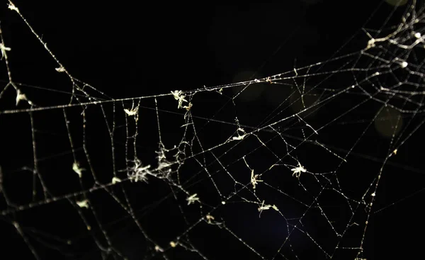 Teia Aranha Parede Velha Hallowen Animais Festivais Natureza — Fotografia de Stock