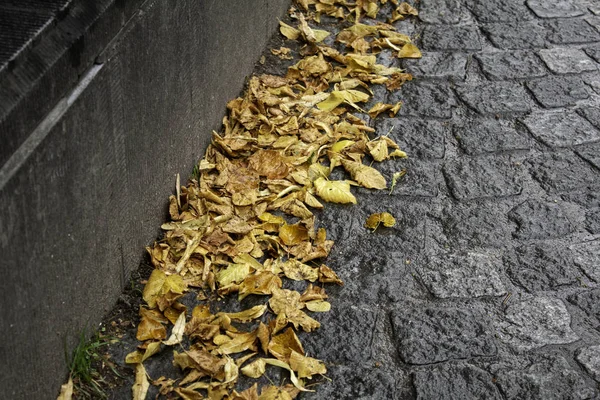 Осенние Листья Городской Почве Ландшафте Природе — стоковое фото