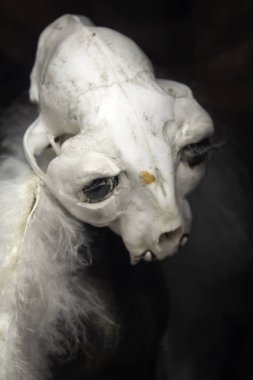 Cadılar Bayramı, korku ve evrim Hayvan iskeleti