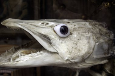 İskelet ölü balık, hayvan ve doğa