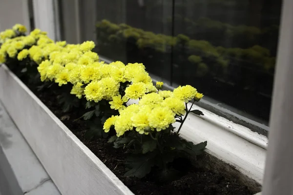 Fleurs Dans Fenêtre Avec Pot Nature Décoration — Photo