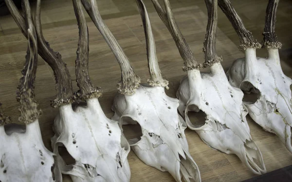 Old Goat Skull Detail Witchcraft Satan — Stock Photo, Image
