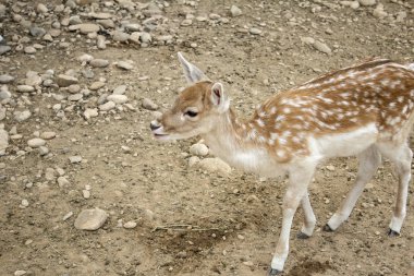 Geyik doğal Park, Otçul hayvanlar