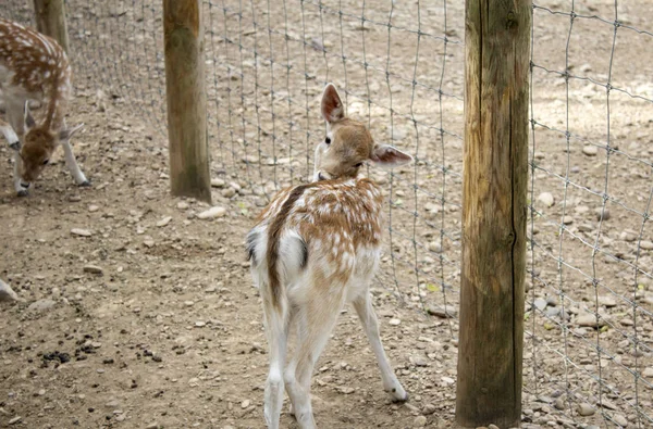 Deer Natural Park Herbivorous Animals — Stock Photo, Image