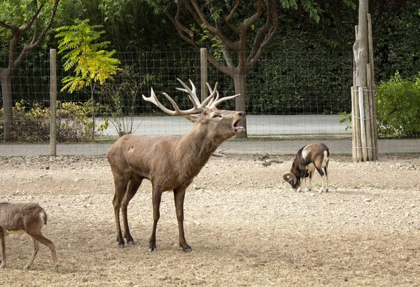 Deer Natural Park Herbivorous Animals — Stock Photo, Image