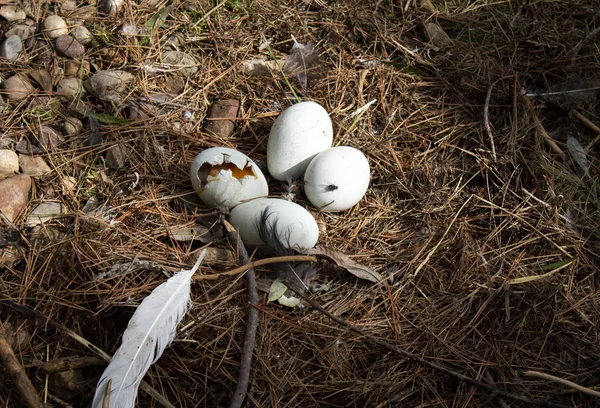 Nest with eggs of birds, animals and nature