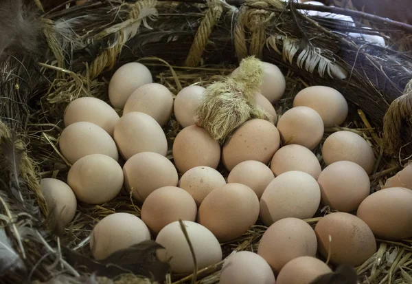 Chick born in nest of eggs, animals and nature