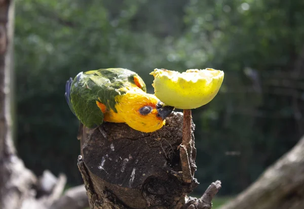 Exotischer Papagei Mit Auffälligem Gefieder Vögeln Und Natur — Stockfoto