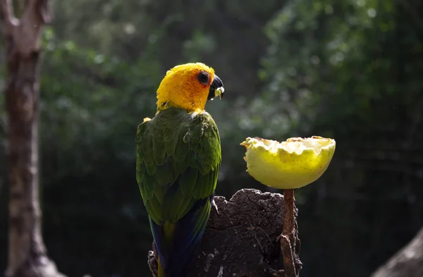 Exotischer Papagei Mit Auffälligem Gefieder Vögeln Und Natur — Stockfoto