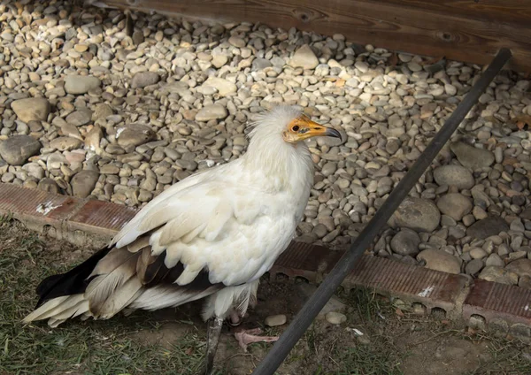 Aquila Selvatica Rapaci Animali Natura — Foto Stock