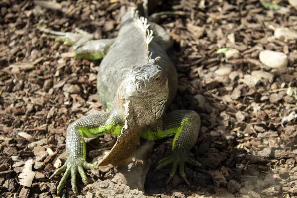 Iguana in park, animals and wild reptiles