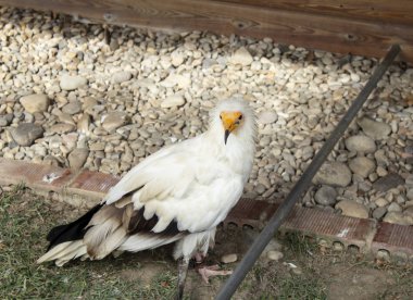 Vahşi kartal, yırtıcı kuş, hayvan ve doğa