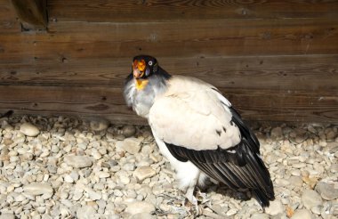 Vahşi kartal, yırtıcı kuş, hayvan ve doğa