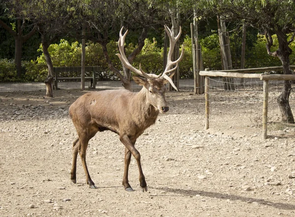 Rotwild Naturpark Pflanzenfressende Tiere — Stockfoto