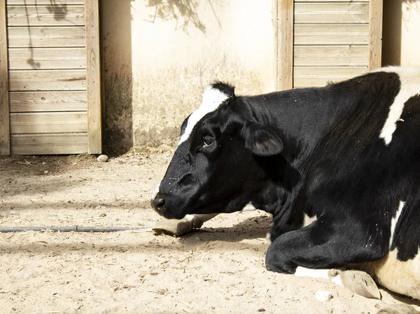 Kráva Poloze Farmě Zvířata Zajetí — Stock fotografie