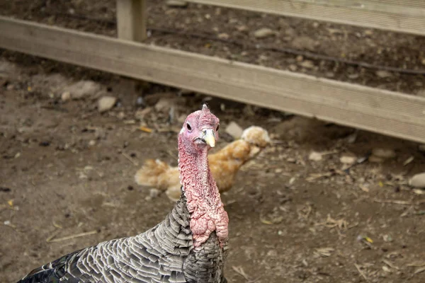 Turkey with black feathers in zoo, exotic animals