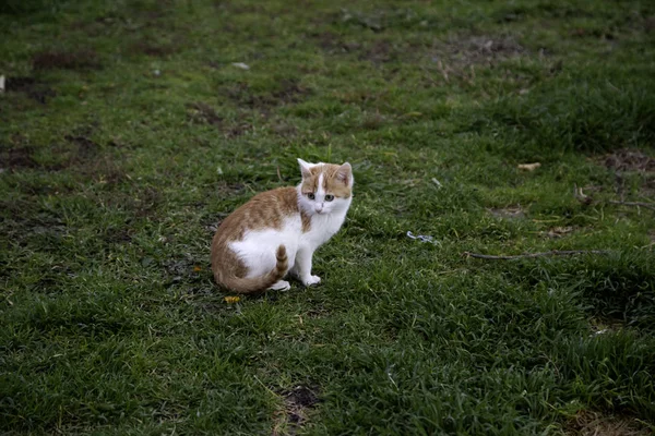 Gatos Abandonados Rua Abuso Animais Solidão — Fotografia de Stock