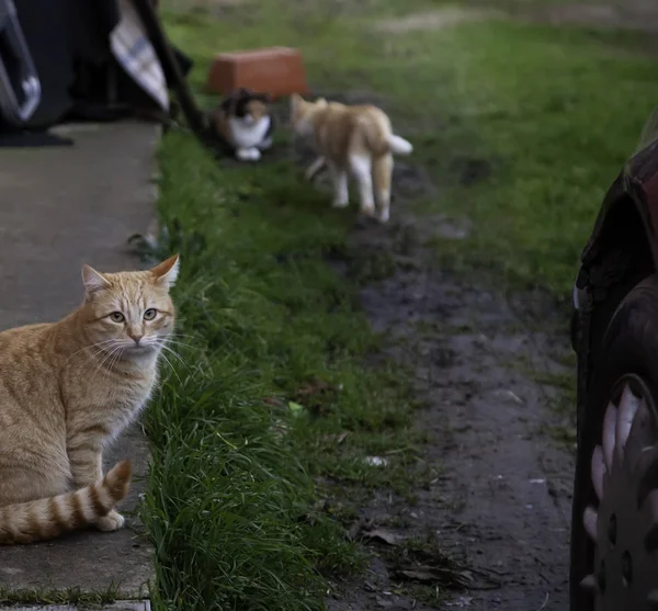 Cats abandoned on the street, animal abuse, loneliness