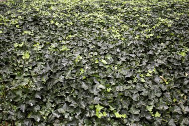 Orman, doğa ve çevredeki doğal yaprakların arka planı