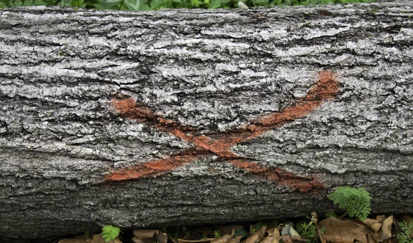 Ułożone Kłody Drewna Drewno Opałowe Przyrodę Recykling — Zdjęcie stockowe