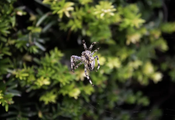 Araignée Dans Toile Araignée Dans Forêt Les Animaux Les Insectes — Photo