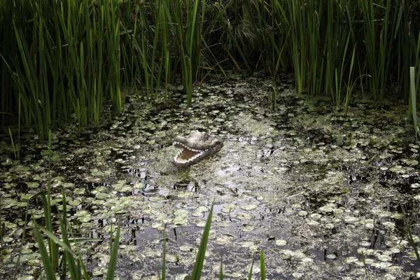 Krokodil Vildamazonsjö Rovdjur — Stockfoto