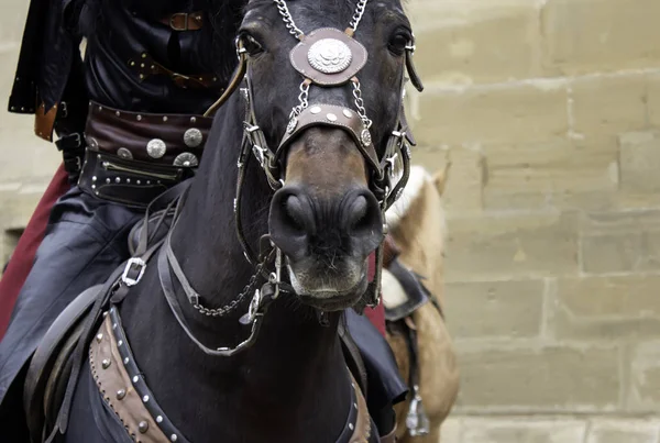 Cavalo Vestido Medieval Show Animais Guerra — Fotografia de Stock