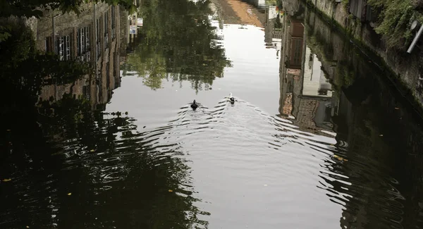 Ankor Amsterdam Canal Sjö Djur Och Landskap — Stockfoto