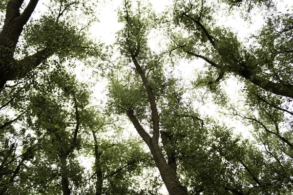 Δέντρα Στο Δάσος Φύση Και Φυσικό Τοπίο — Φωτογραφία Αρχείου