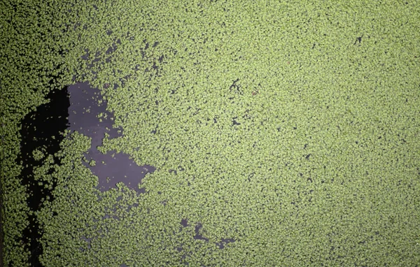 Liści Pływających Jeziora Krajobraz Przyroda Środowisko — Zdjęcie stockowe