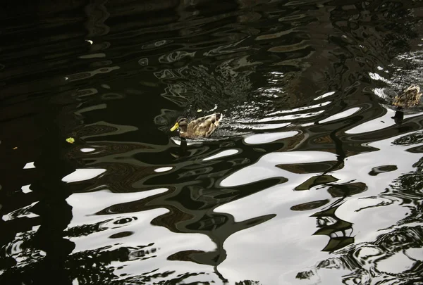 Enten Auf Dem Amsterdam Canal Lake Tiere Und Landschaft — Stockfoto