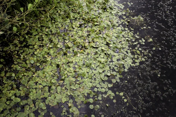 Blad Som Flyter Sjön Landskap Och Natur Miljö — Stockfoto